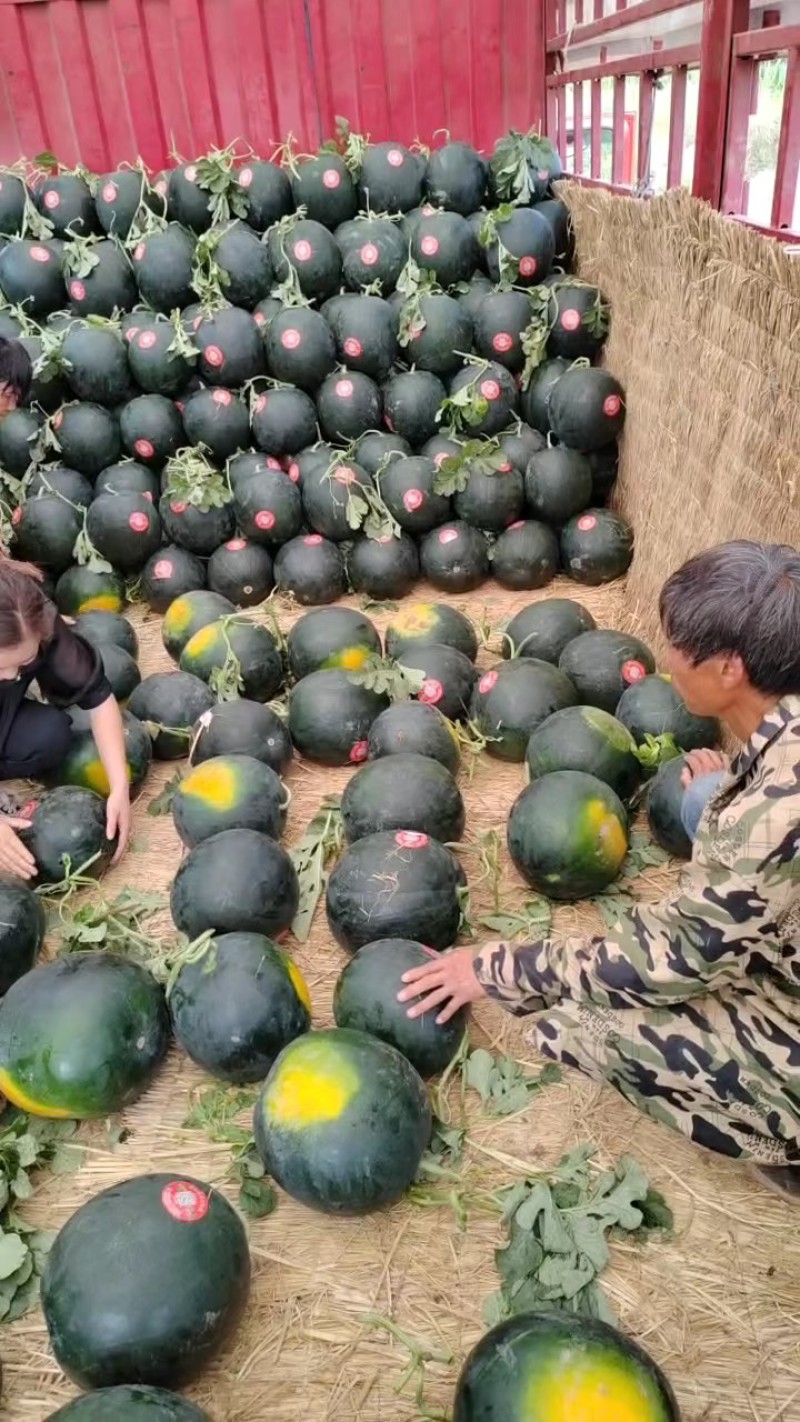 黑皮无籽西瓜墨童黑无籽甜王货源稳定代收代发全国市场