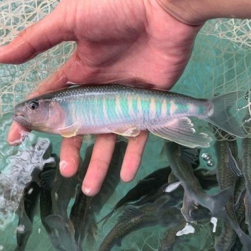 马口鱼