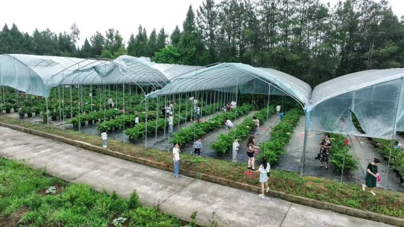 四川广元蓝莓基地供应，现摘现发欢迎全国客商联系可视频