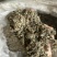 翻白草实拍发货前过筛翻白草正品现货