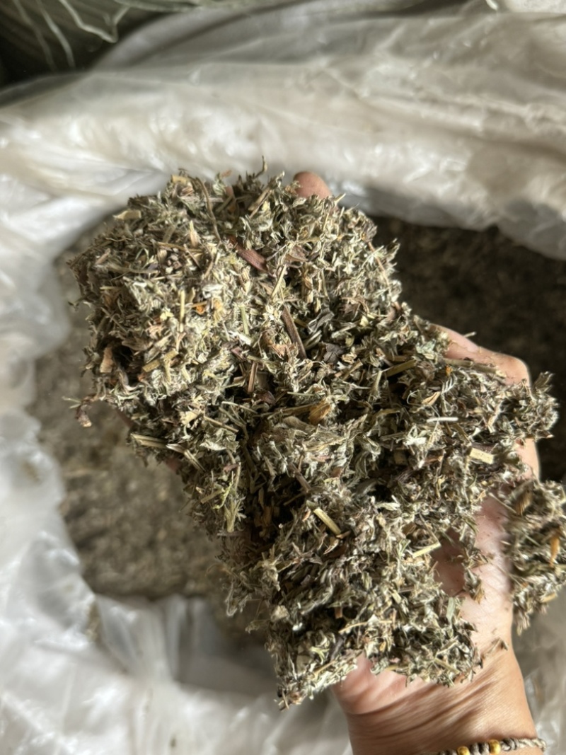 翻白草实拍发货前过筛翻白草正品现货