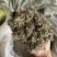 翻白草实拍发货前过筛翻白草正品现货