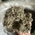 翻白草实拍发货前过筛翻白草正品现货