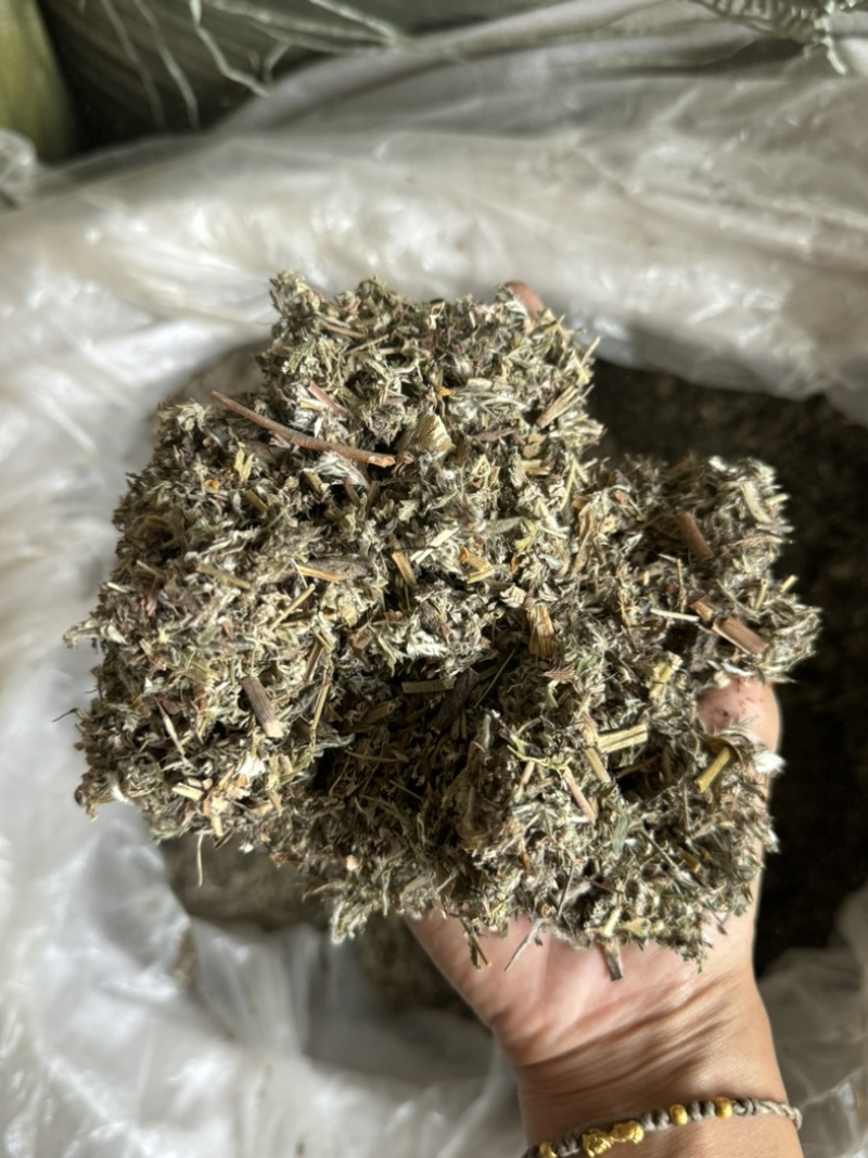 翻白草实拍发货前过筛翻白草正品现货