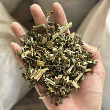 龙葵天葵草天茄子实拍发货如图颜色青