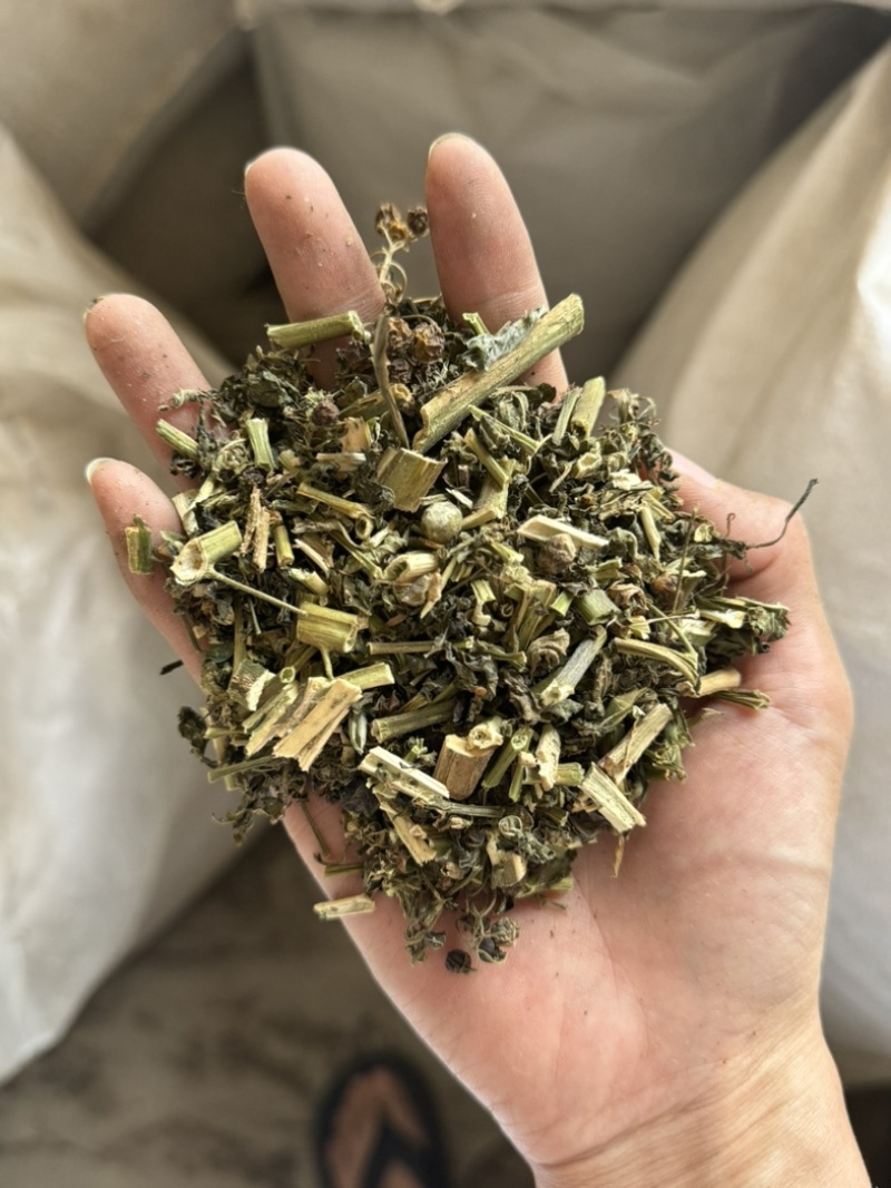 龙葵天葵草天茄子实拍发货如图颜色青