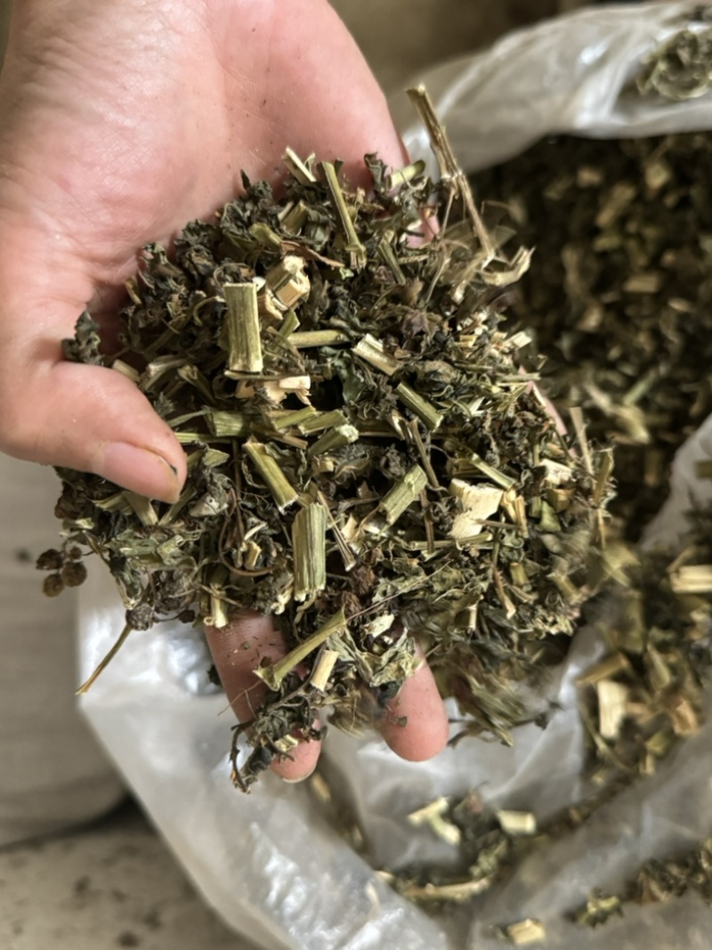 龙葵天葵草天茄子实拍发货如图颜色青