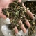 龙葵天葵草天茄子实拍发货如图颜色青