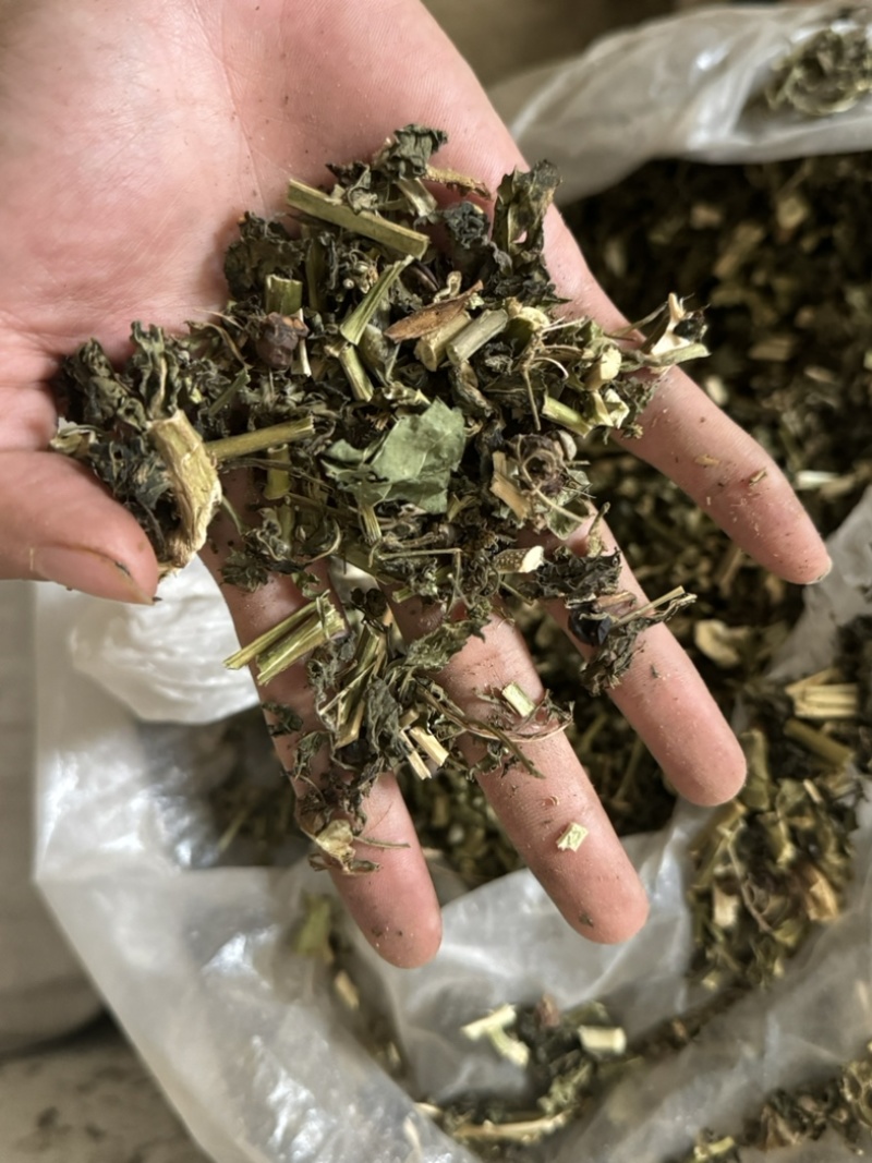 龙葵天葵草天茄子实拍发货如图颜色青