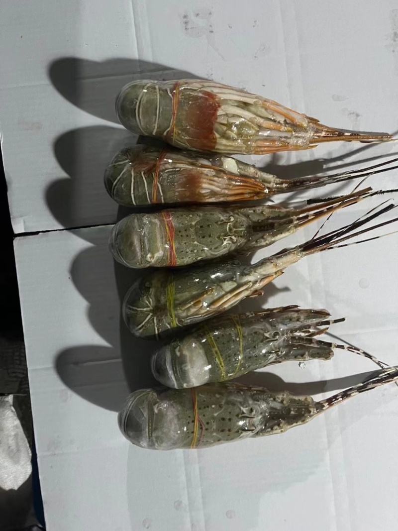 一箱10公斤冻品