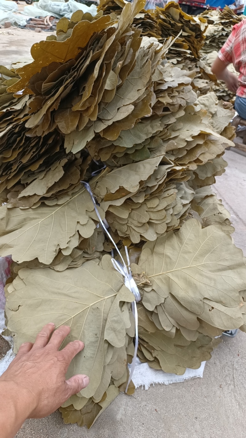 槲叶胡叶黄粽叶河南产地直供