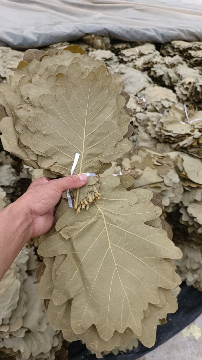 槲叶胡叶黄粽叶河南产地直供