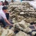 槲叶胡叶黄粽叶河南产地直供
