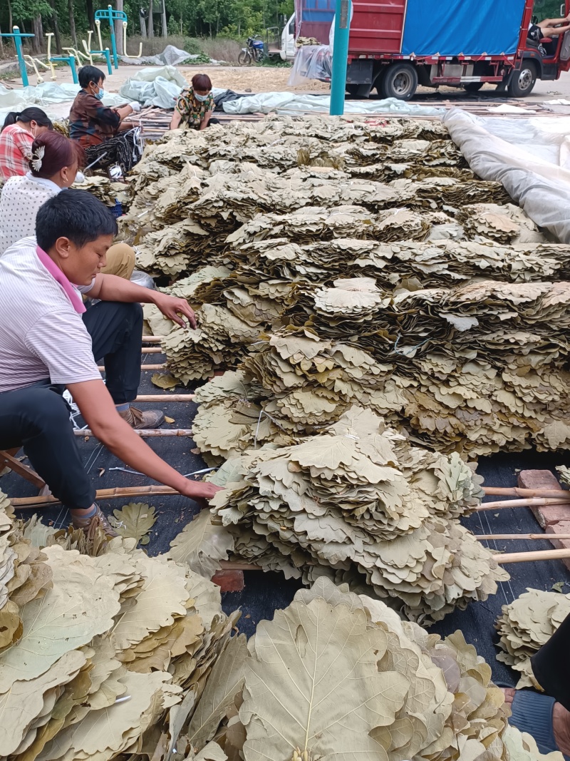 槲叶胡叶黄粽叶河南产地直供