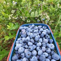 【精品蓝莓】四川基地直供质量保证量大对接商超市场