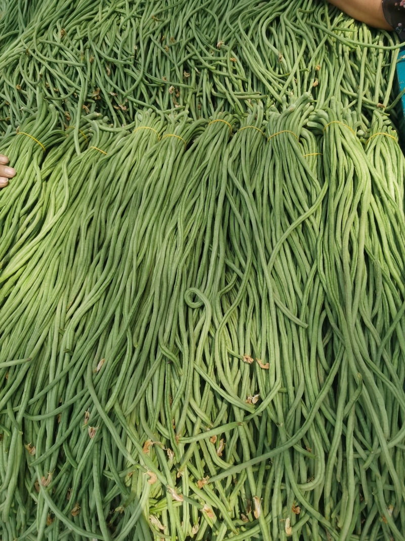 热卖推荐青条豆角对接电商市场商超可视频看货保质量