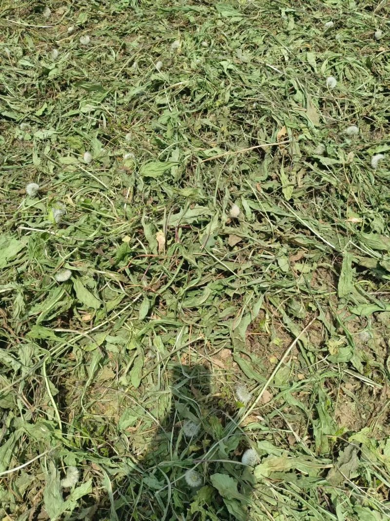 蒲公英干货