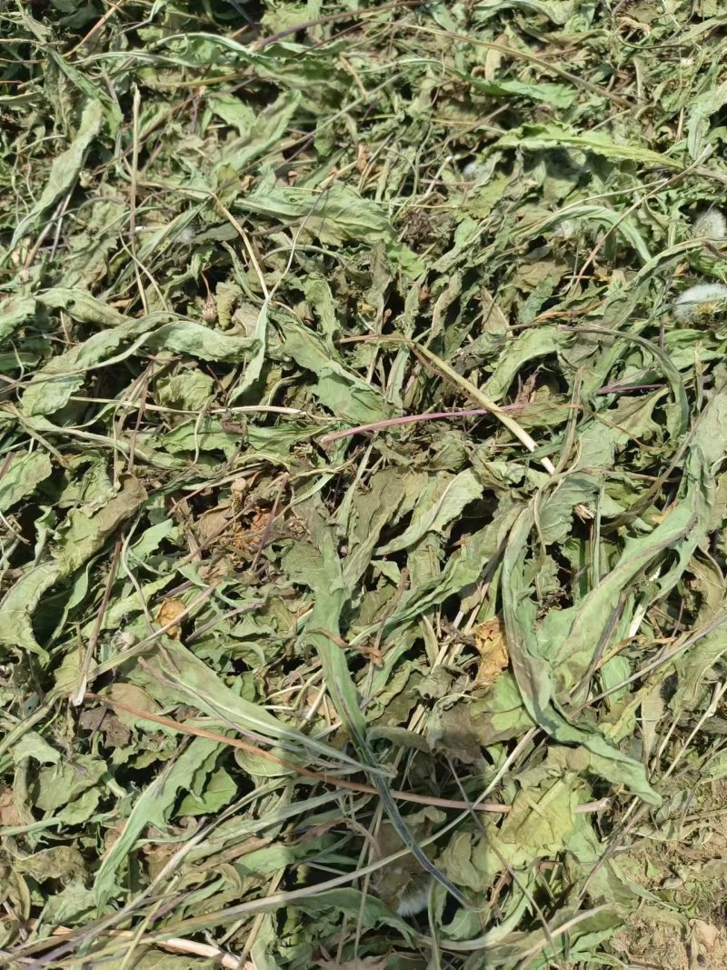 蒲公英干货