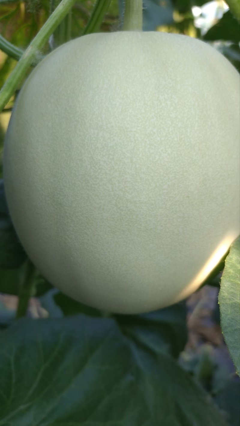 玉姑