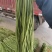 热卖推荐青条豆角对接电商市场商超可视频看货保质量