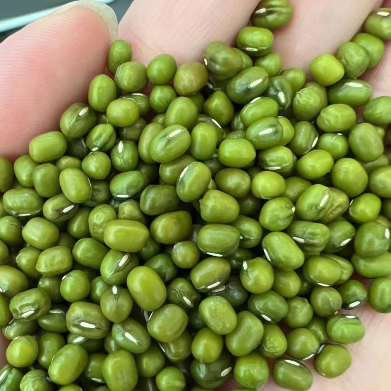 大绿豆新货精选无铁豆质量好价格美丽量大从优