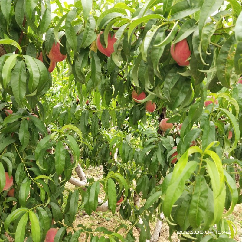 红玉甜桃