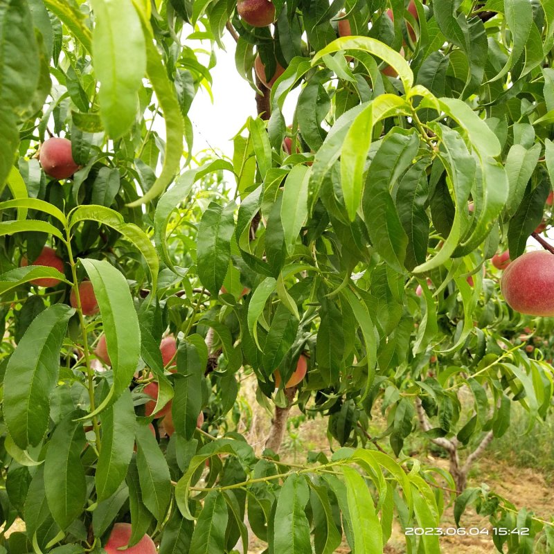 红玉甜桃