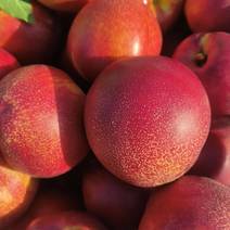 48油桃，砀山产地货源，黄肉油桃，口感脆甜，货源充足。