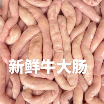 黄牛牛大肠河北厂家直发保质保量供货批发零售