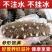 即食海参大连海参8-3只一斤大连刺参辽参工厂直发一件代发