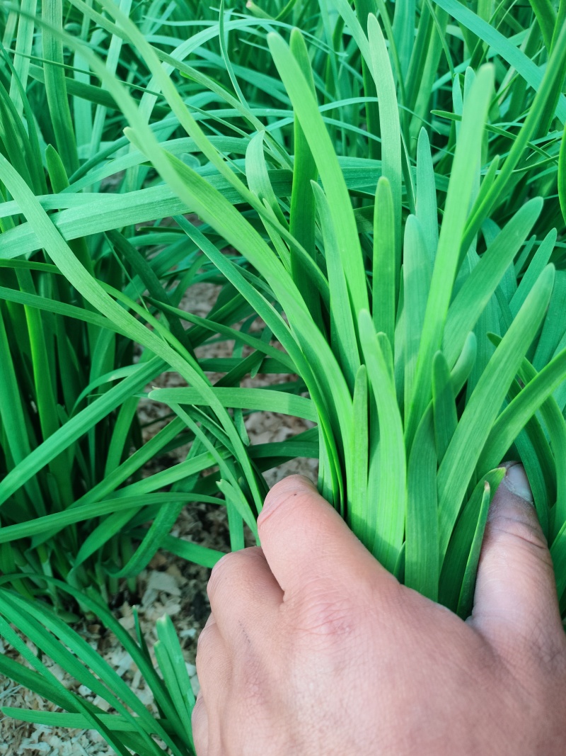 精品头刀大叶韭菜