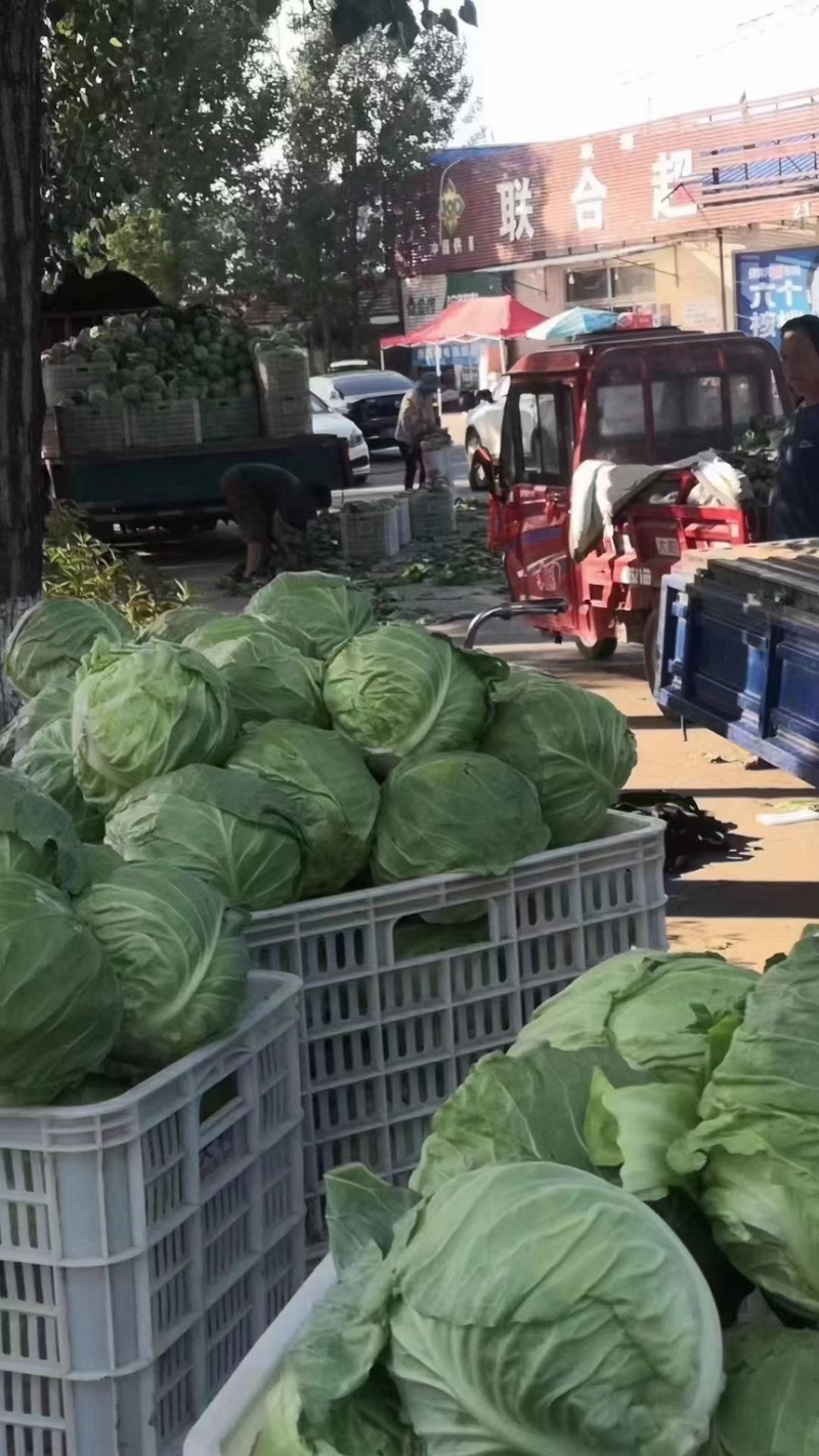 山东沂蒙山甘蓝大量上市产地直销质量保证欢迎各位老板