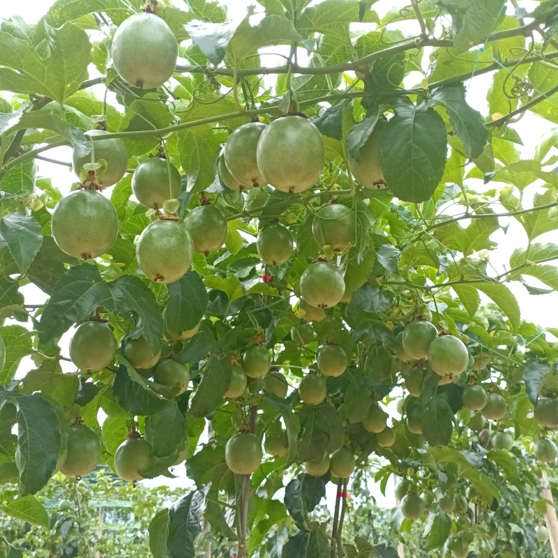 百香果