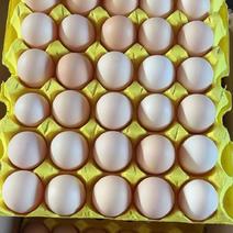 鲜鸡蛋，红心蛋，土鸡蛋