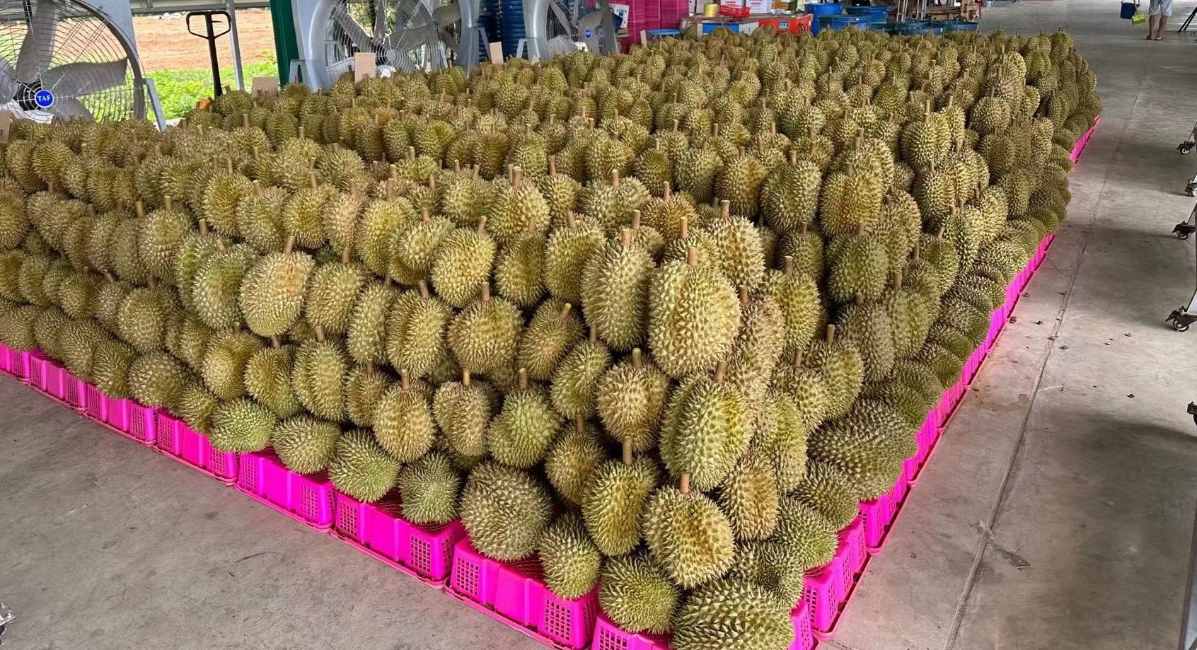 一位女性顾客在水果店内用手轻捏检查一个带有小裂缝的金枕头榴莲