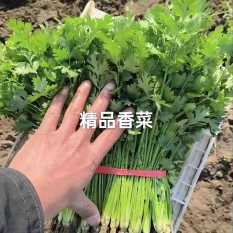 精品铁杆青香菜品质保证诚信经营欢迎联系接商超市场电商