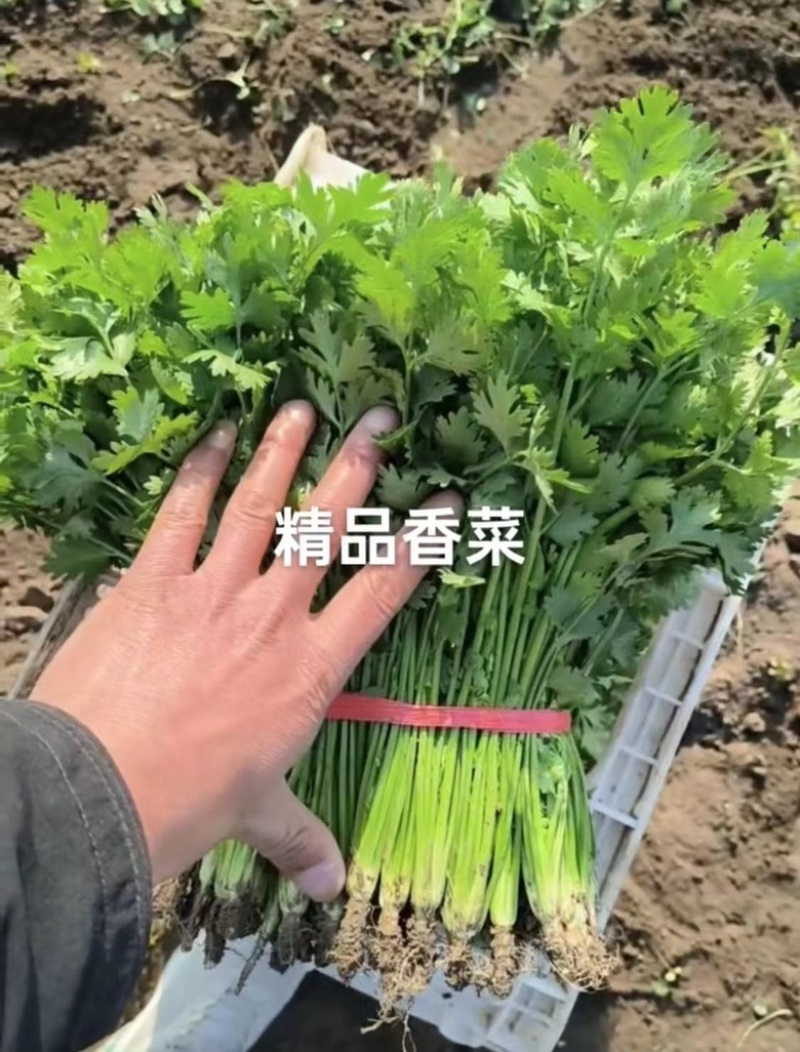 精品铁杆青香菜品质保证诚信经营欢迎联系接商超市场电商
