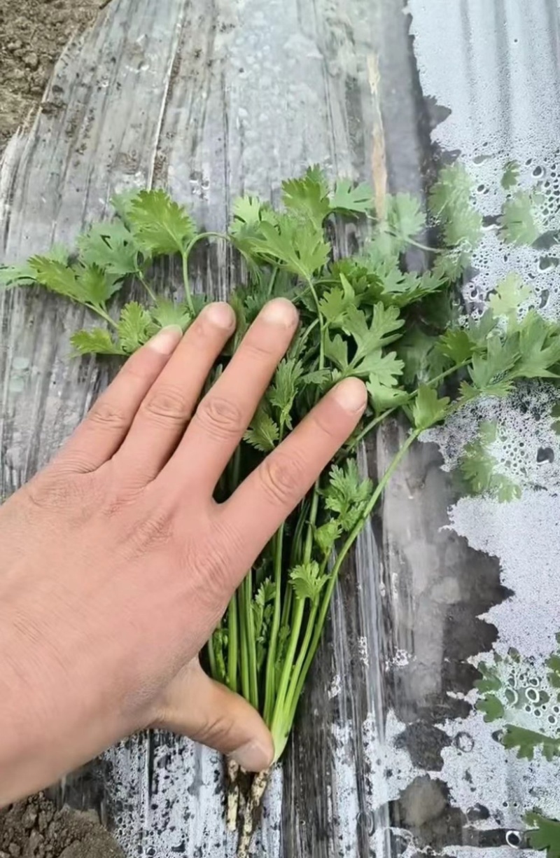 精品铁杆青香菜品质保证诚信经营欢迎联系接商超市场电商