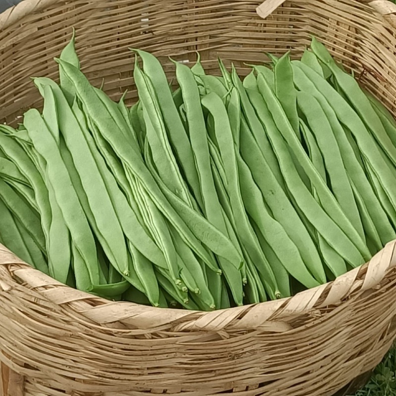 山东精品扁豆，电商货，市场货芸豆大量供应质量三包，刀豆