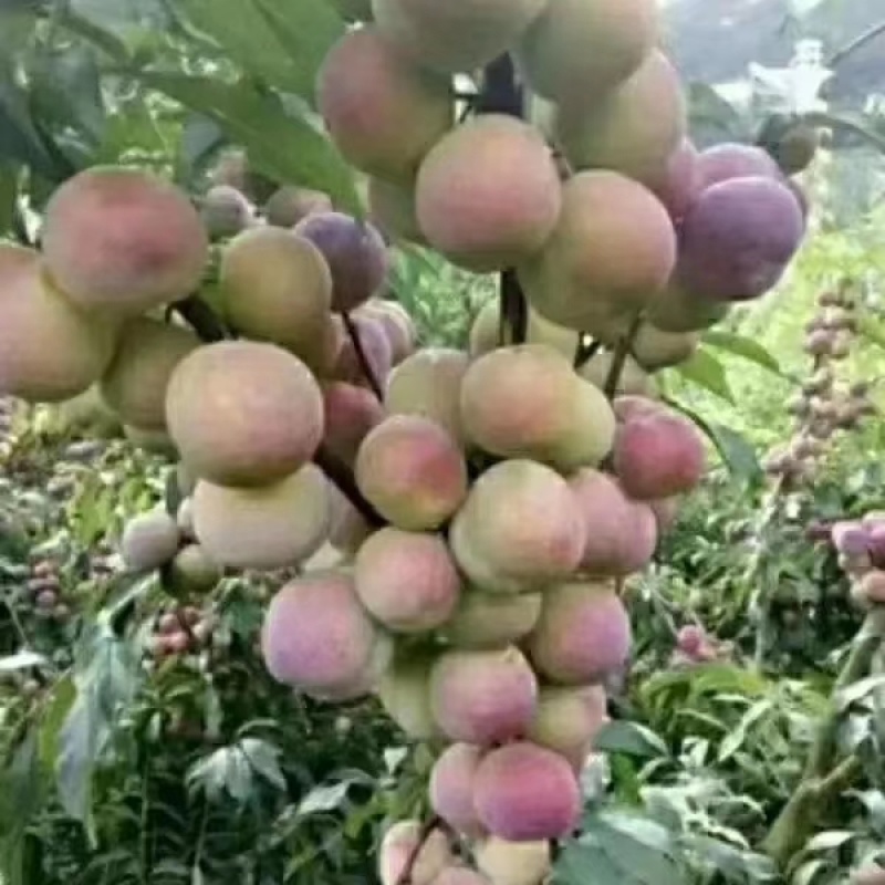 李子，半边红，五月脆，小脆红，青脆李