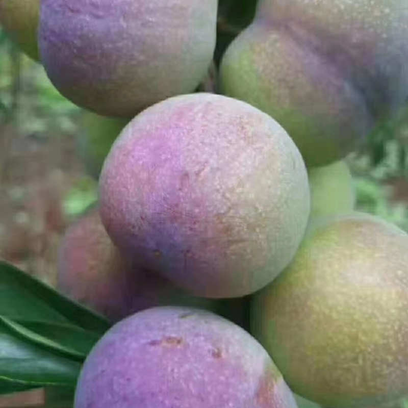 李子，半边红，五月脆，小脆红，青脆李