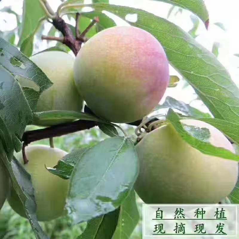 李子，半边红，五月脆，小脆红，青脆李