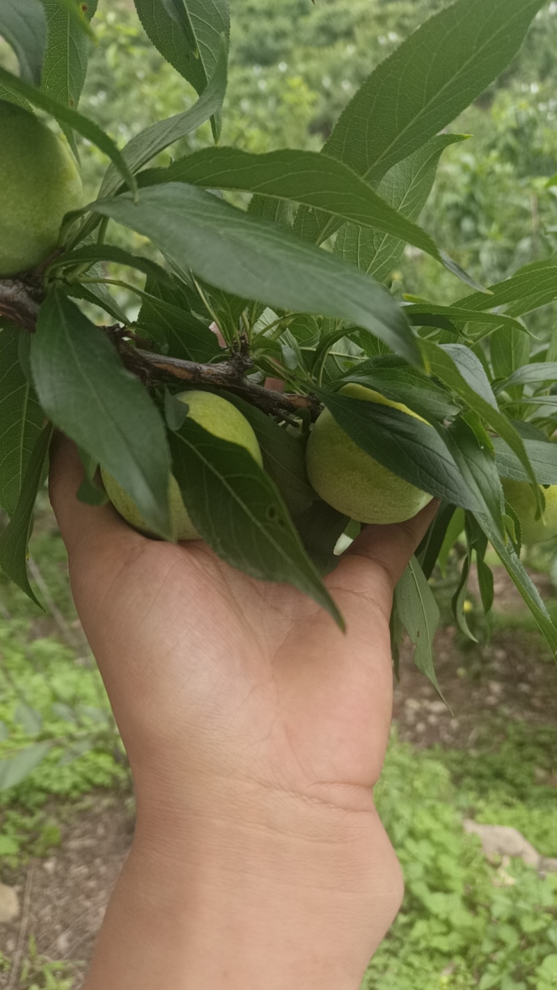 李子，半边红，五月脆，小脆红，青脆李