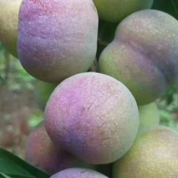 李子，半边红，五月脆，小脆红，青脆李