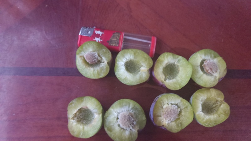 李子，半边红，五月脆，小脆红，青脆李