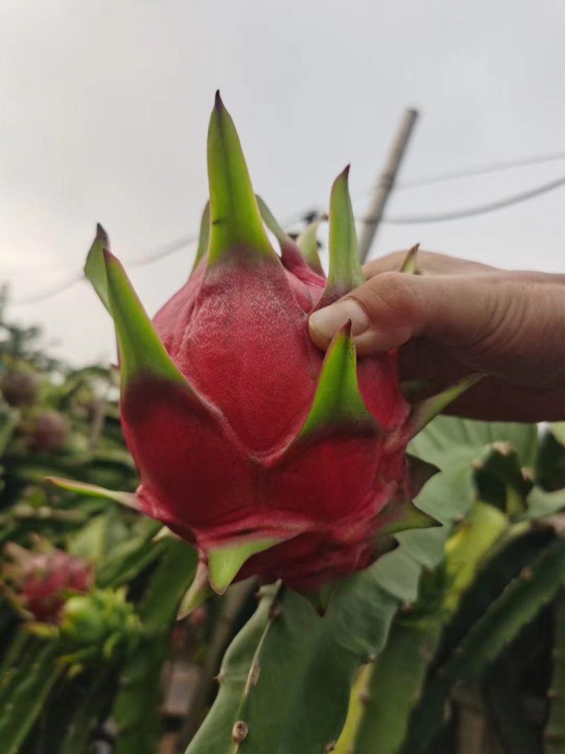 硇洲岛本地火龙果！量大，品质保证，需要请联系