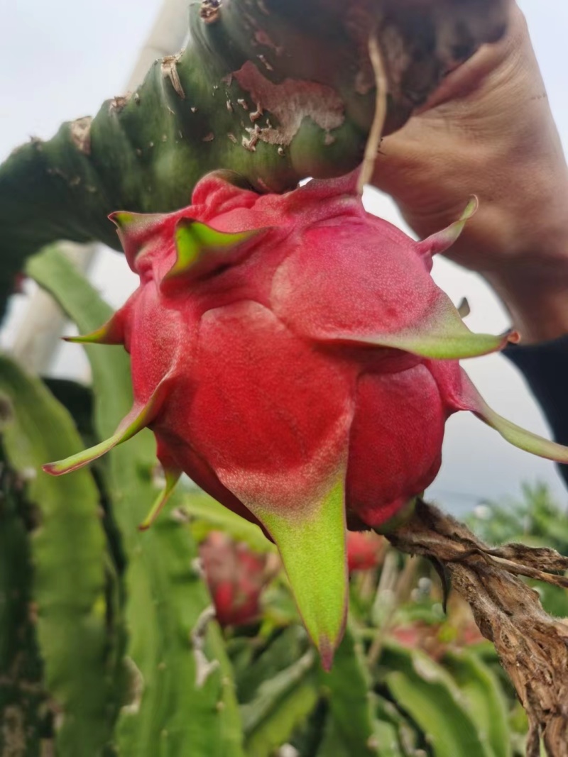 硇洲岛本地火龙果！量大，品质保证，需要请联系