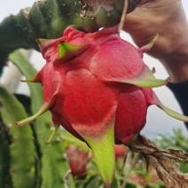 硇洲岛本地火龙果！量大，品质保证，需要请