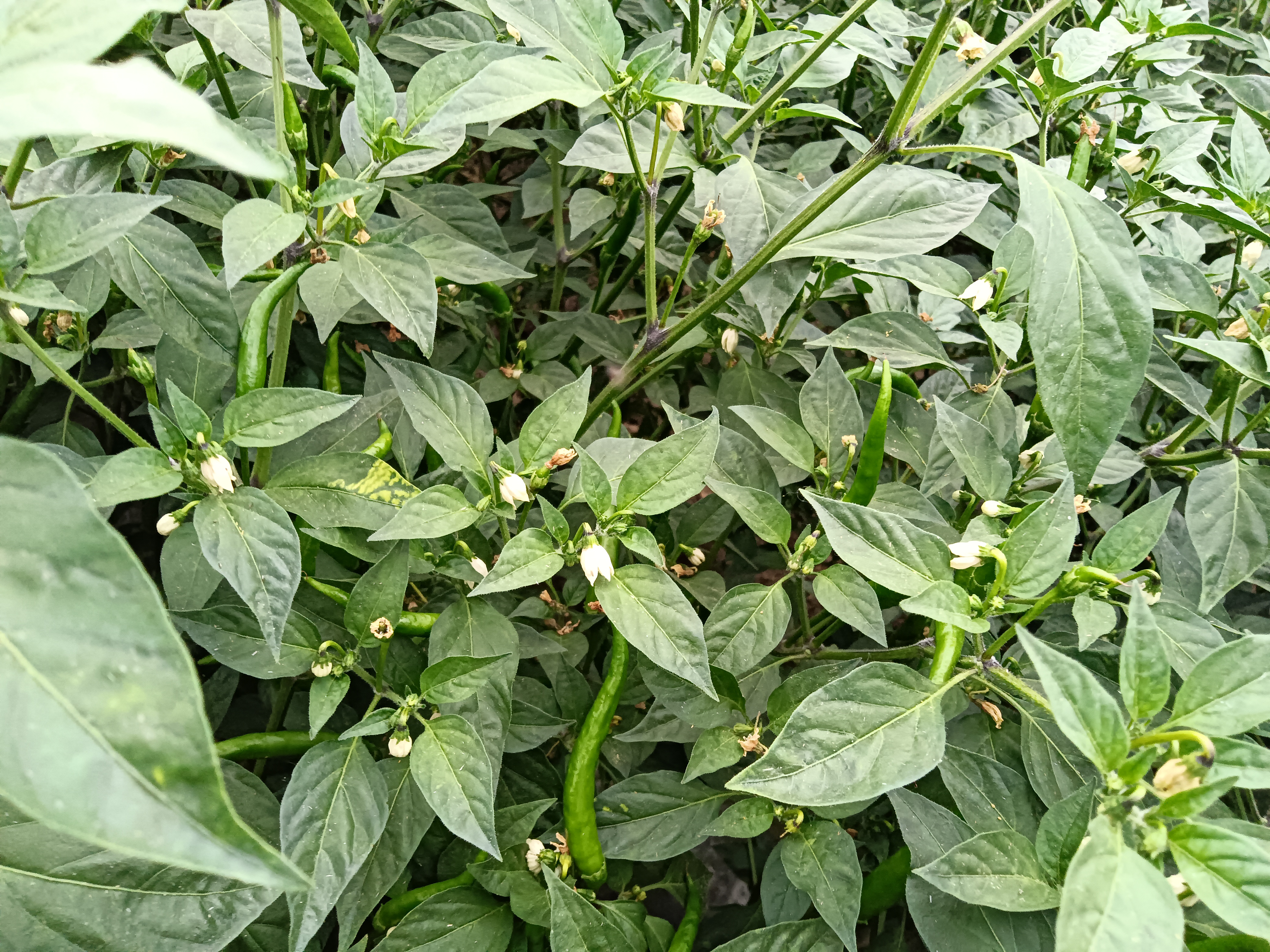 线椒从绿色到红色的生长过程 线椒从绿色到红色的生长过程