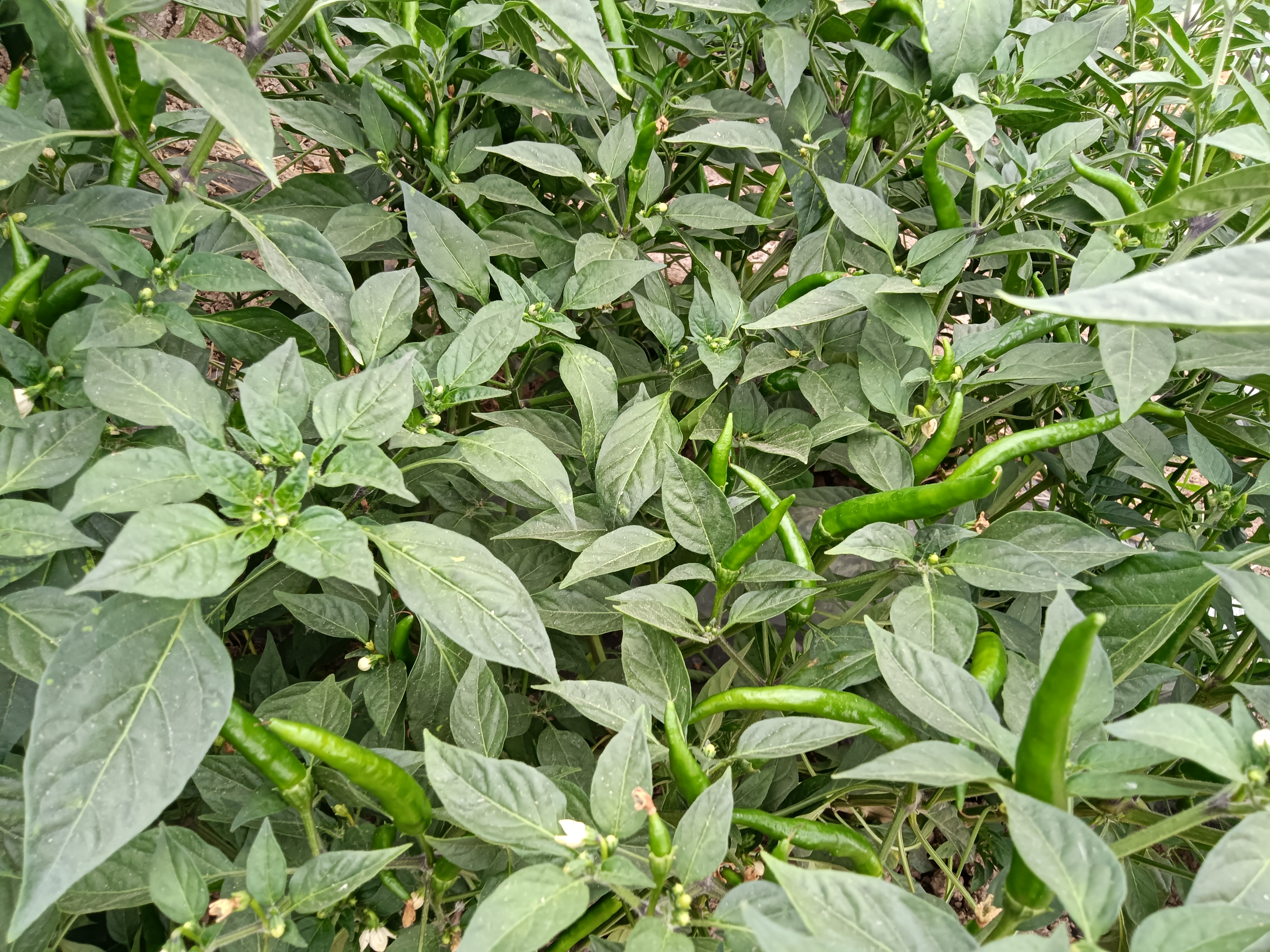 茄子与辣椒叶片对比